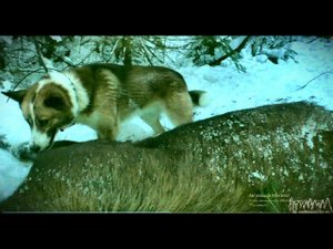 ОХОТА С ЛАЙКАМИ НА ЛОСЯ В ЯНВАРЕ! УЖЕ ГОТОВИМ ПРИВАДУ НА МЕДВЕДЯ. ЖИВЁМ В ИЗБЕ И ЗАКРЫВАЕМ СЕЗОН!