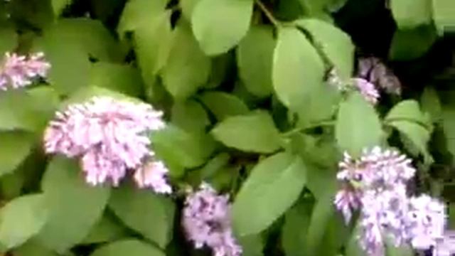 Венгерская сирень.3gp смотреть онлайн