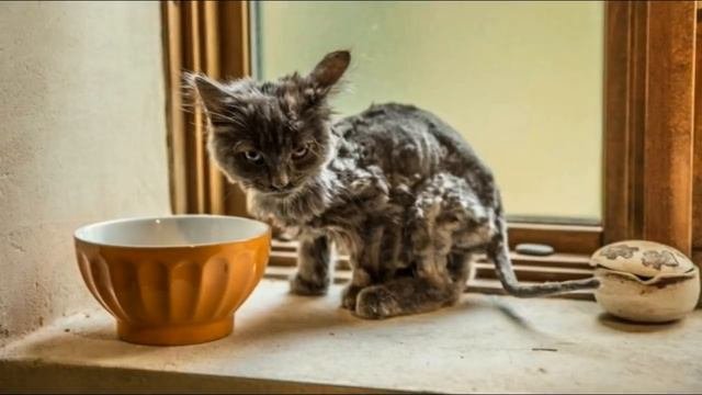 КОЖА ДА КОСТИ БРОДИЛИ ПО ДОРОГЕ #СПАСЕНИЕЖИВОТНЫХ