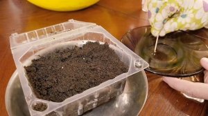 Глоксинии: секреты посадки и пересадки