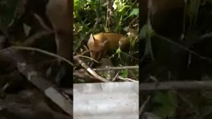 Поймал лису на петлю