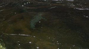 осенняя рыбалка.остров Кунашир