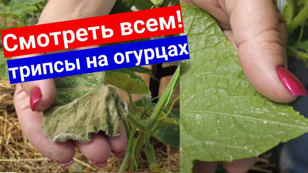 Трипсы в теплице с огурцами! Как они выглядят и каким средством обработать от трипсов