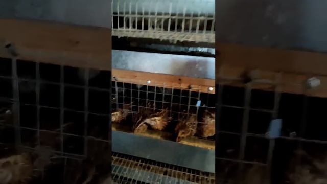 переехали с города в деревню. моя маленькая ферма смотреть онлайн