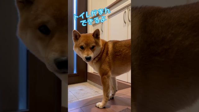 雨の日の散歩には行きたくない柴犬　#柴犬　#柴犬とん смотреть онлайн