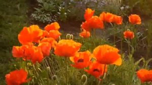 Катя Катерина Маков Цвет