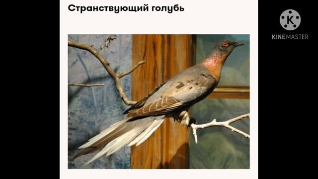 Вымершие животные(Чёрная книга)