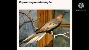 Вымершие животные(Чёрная книга)