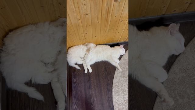 Спокойной ночи ?