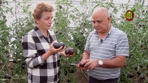 Чёрные томаты. Новинки Томатов в Этом Сезоне. Томат Уголёк F1. Томат Черный Бумер F1