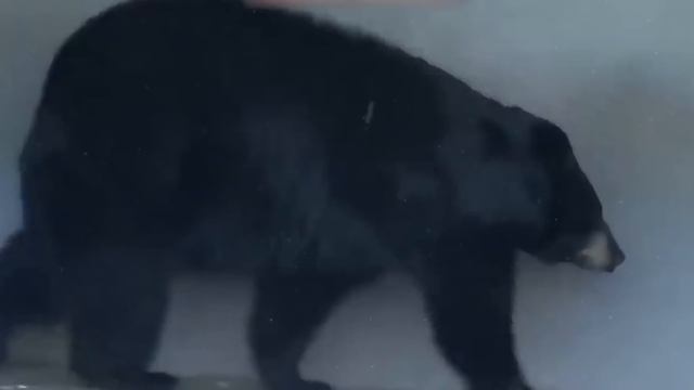 Вымершие Животные, Которые Возможно Живы