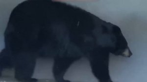 Вымершие Животные, Которые Возможно Живы