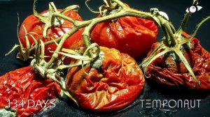 Tomatoes Timelapse