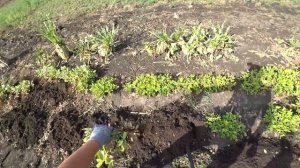 Какой арахис можно вырастить самому.И как мы Выращиваем арахис.