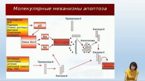 Лекция 11. Общая характеристика молекулярных событий при апоптозе.