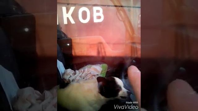 Просто жесть!!! Злющая собака, без намордника!