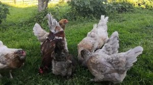 Обзор кур Амераукана стандарт