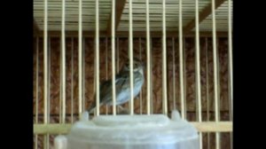 поёт овсянка крошка Emberiza pusilla