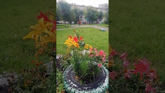 Импровизированная клумба с лилиями.?