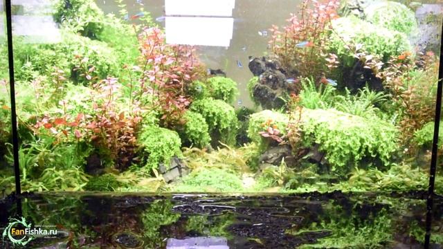 Запуск аквариума сделаем - это по-французски с Prodibio`em all смотреть онлайн