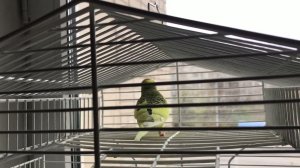 Смешной попугай