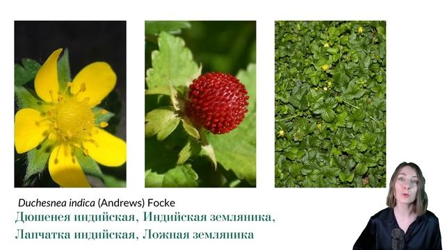 Семейство: Розоцветные смотреть онлайн