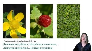 Семейство: Розоцветные