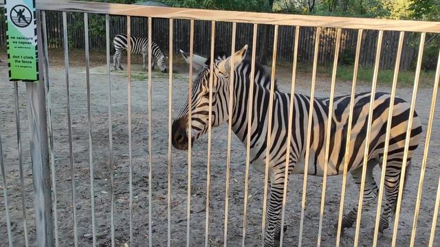 Зебры в зоопарке. Киев смотреть онлайн