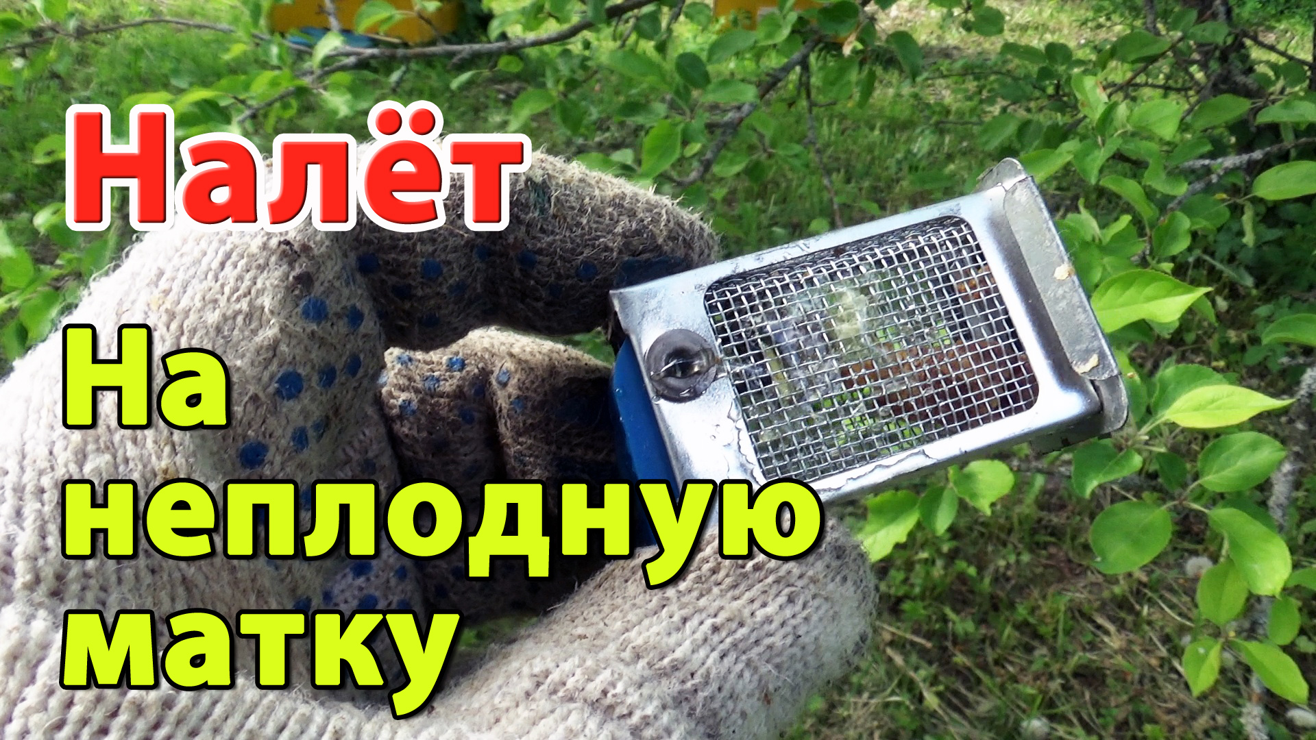 НАЛЁТ НА НЕПЛОДНУЮ МАТКУ. ВЫВОЖУ ПЧЕЛОСЕМЬЮ ИЗ РОЕВОГО СОСТОЯНИЯ смотреть онлайн