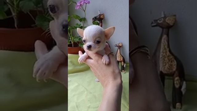 мини чихуахуа Оливер продажа Симферополь Крым доставка по России+79787458062 Кастропуло смотреть онлайн