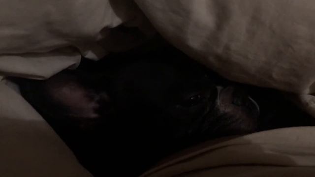 МОЙ ЛЮБИМЫЙ ПЕСЕЛЬ  ПОДДЕРЖКА ВО ВРЕМЯ БОЛЕЗНИ  ФРАНЦУЗСКИЙ БУЛЬДОГ