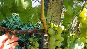 Виноград Плевен Мускатный, Болгарской селекции. Крупный, ранний, вкусный виноград!
