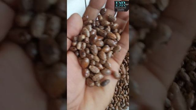 CASTOR SEED | ORIGIN OF INDIA | Natural seeds for oil and Herbs and Pesticide Manufacture