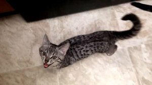 Egyptian Mau Cat 101 - Learn ALL About Them!