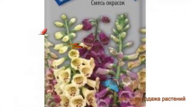 Наперстянка обыкновенная Смесь окрасок ? обзор: как сажать, семена наперстянки Смесь окрасок