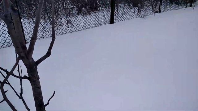 Март 2021г, обзор груш, подкормка. Виды. смотреть онлайн