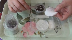 Как посеять клубнику/землянику