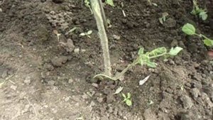 МОЖНО ЛИ ОСТАВЛЯТЬ ПАСЫНКИ ТОМАТОВ, РАСТУЩИЕ ИЗ ЗЕМЛИ. Видео Ольги Черновой 13 июня.
