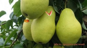 Груша плодовая Февральский сувенир ? обзор: как сажать, саженцы груши Февральский сувенир