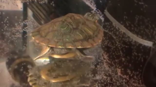 Маленькая красноухая черепаха смотреть онлайн