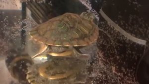 Маленькая красноухая черепаха