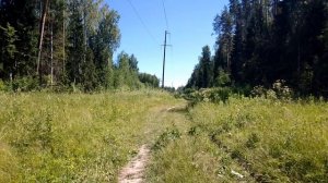 ЛЭП в лесу. Июнь 2022