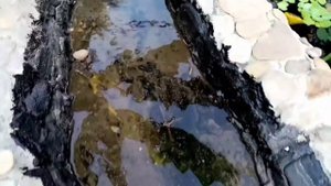 Пруд своими руками из бетона. Биоплато и водопад. Часть 5