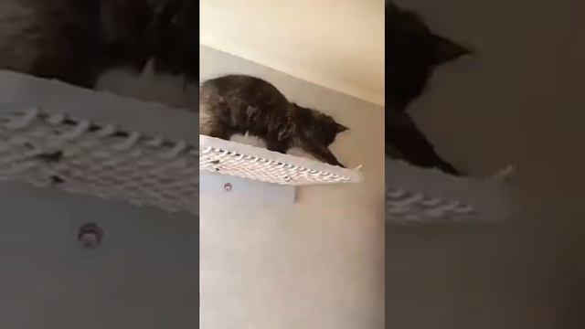 Котодром для Маргоши