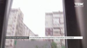 На Молокова расплодились стаи крыс и голубей. Красноярск