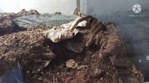 Hysterocrates hercules.Африканский тяжёлый файтер.