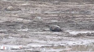 Очистка пруда от ила завершена.