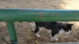 Злая кошка бьёт котят ??? Angry cat attacking kittens ? Kucing lucu 猫 Gato graciosos 面白い猫 Chaton