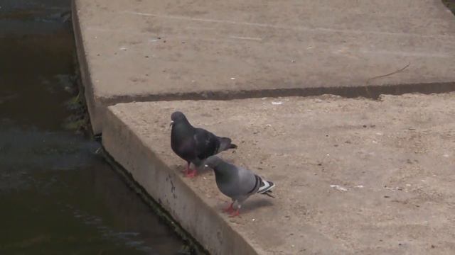 Гродно Парк Жильбера и Швейцарская долина