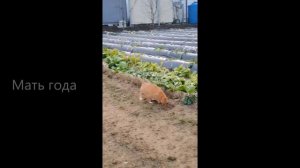 Расслабься Котики. Смешные Коты и Кошки. Приколы с котами.mp4